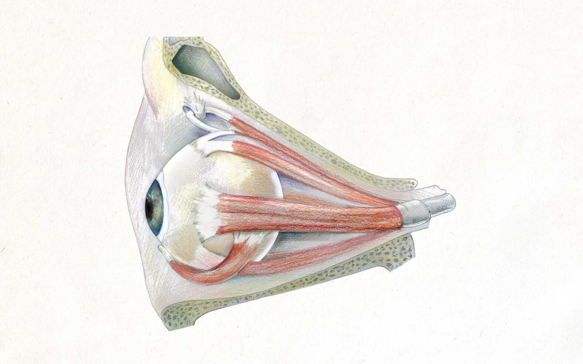 Illustration aus dem Buch "Das Augenbüchlein" von Barbara Brugger