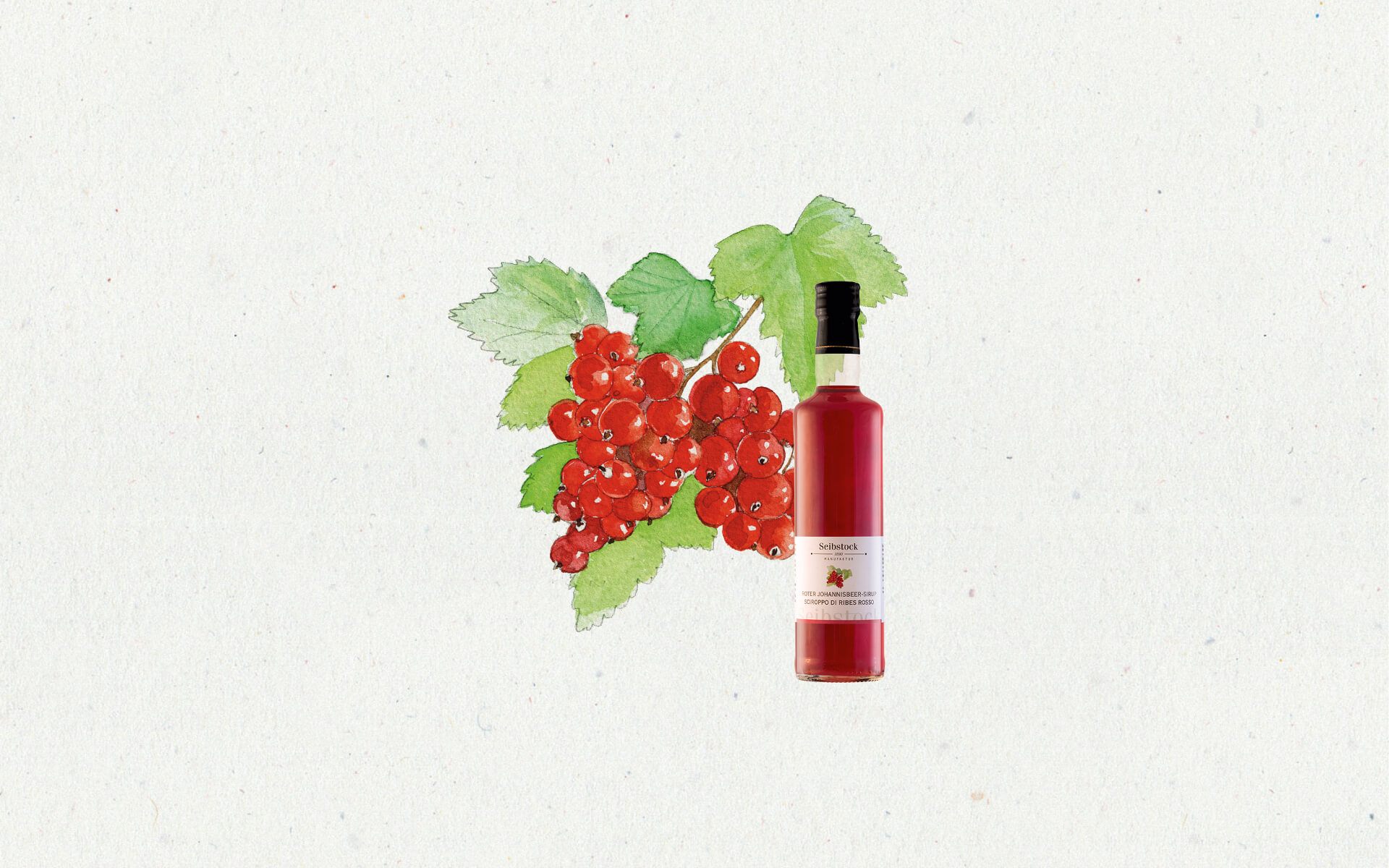 Illustration Johannisbeere - Seibstock
